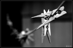 macro_09.jpg