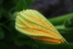 Natura