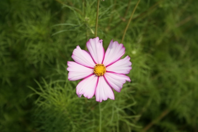 natura_07.JPG