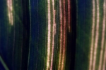 tex_10.jpg